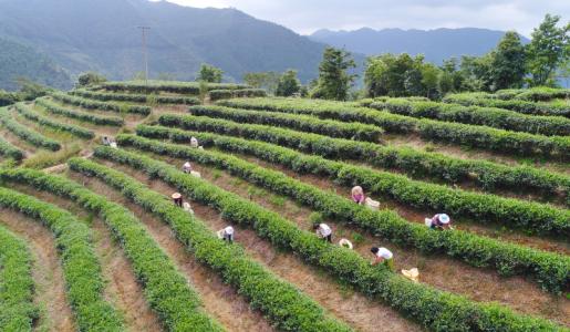 信邦制药：公司目前研发项目主要包括中药材种植技术研究、中药材质量提升研究、中药饮片炮制工艺提升研究、大健康产品研发等