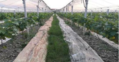 兰坪金顶街道：种植榆黄菇 拓宽增收路