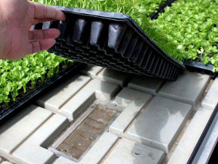 中国薯都：小土豆“长”出大产业 “科技芯”赋能新发展