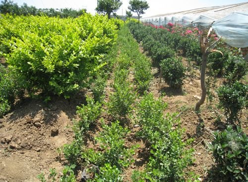 中国葡萄行业：2025从“分散种植”到“全链协同”